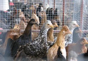تداوم اصلاح نژاد مرغ بومی در فارس