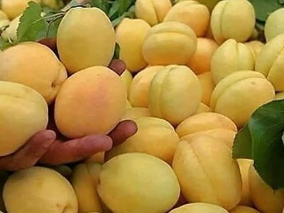 برداشت زردآلو در فارس آغاز شد؛ تهران مقصد نوبرانه‌های بهاری