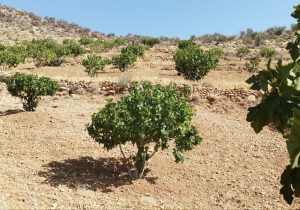 آغاز گرده‌افشانی در ۷۰۰ هکتار انجیرستان دیم جهرم؛ پیش‌بینی برداشت ۱۶۰۰ تن محصول