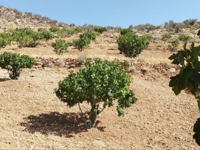 آغاز گرده‌افشانی در ۷۰۰ هکتار انجیرستان دیم جهرم؛ پیش‌بینی برداشت ۱۶۰۰ تن محصول