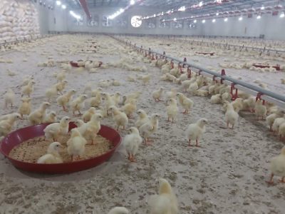 بررسی میدانی مشکلات ۵ واحد تولیدی کشاورزی و صنایع تبدیلی جهرم با حضور نماینده مجلس