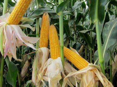 جهش ۷ برابری کشت ذرت در فارس؛ گام بلند استان برای کاهش وابستگی به واردات
