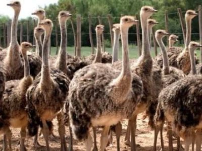 فارس، قطب تولید پروتئین‌های نوین؛ تولید سالانه ۳۲۰ تن گوشت شترمرغ
