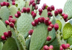مدیریت خشکسالی با کشت گسترده آپونتیا در فارس