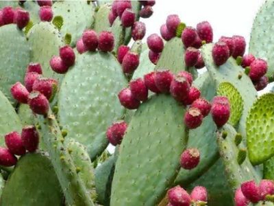 مدیریت خشکسالی با کشت گسترده آپونتیا در فارس