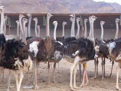 واحد پرورش شترمرغ با ظرفیت ۲۱۵۰ قطعه در بوانات به بهره‌برداری رسید