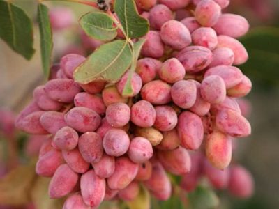 آزمایش ارقام نوین پسته برای مقابله با خشکسالی در فارس