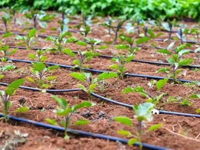 طرح برق رایگان برای کشاورزان فارس؛ پاداش ۳۳۶ میلیاردی برای مدیریت مصرف