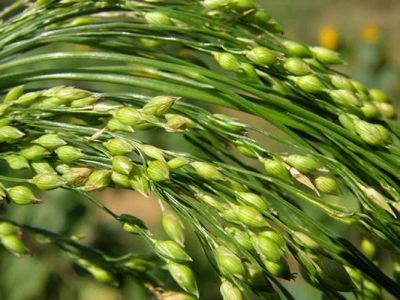 کشت ارزن کم‌آب‌بر ماهور و صدرا برای نخستین‌بار در سروستان اجرا شد