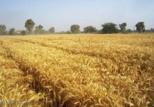 ۲۰۰ هزار هکتار از مزارع غلات استان از آفت سن نجات یافت