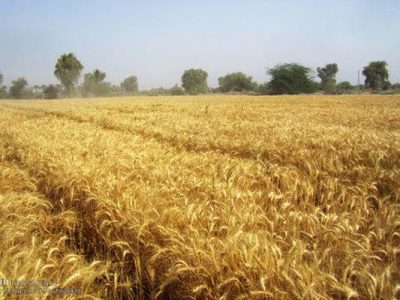۲۰۰ هزار هکتار از مزارع غلات استان از آفت سن نجات یافت