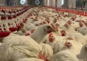 تخصیص ۲۳۰ میلیارد ریال برای تأمین برق اضطراری مرغداری‌های فارس