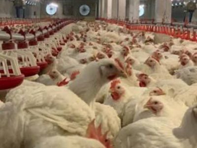 تخصیص ۲۳۰ میلیارد ریال برای تأمین برق اضطراری مرغداری‌های فارس