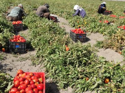 پیش‌بینی برداشت ۱۷۵ هزار تن گوجه‌فرنگی از مزارع اقلید/ ضرورت احداث صنایع تبدیلی برای تکمیل زنجیره ارزش