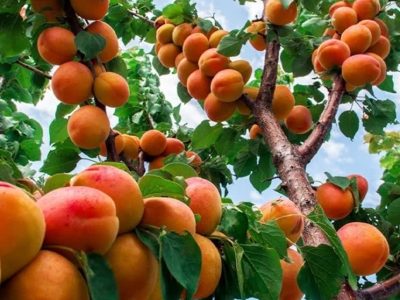 برداشت ۲۵ هزار تن زردآلو از باغ‌های فارس؛ سهم ۴.۲ درصدی از تولید کشور