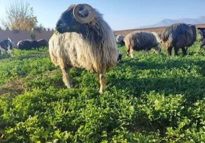 پرونده ثبت جهانی گوسفند کبوده پاسارگاد نهایی شد؛ فارس در مسیر ثبت میراث کشاورزی فائو