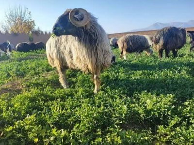 پرونده ثبت جهانی گوسفند کبوده پاسارگاد نهایی شد؛ فارس در مسیر ثبت میراث کشاورزی فائو