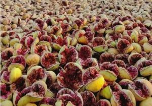 کوه‌چنار در مسیر تولید ۳۵۰۰ تن انجیر خشک؛ برداشت انجیر دیم آغازشد