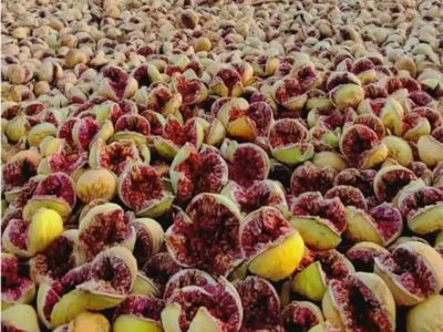 کوه‌چنار در مسیر تولید ۳۵۰۰ تن انجیر خشک؛ برداشت انجیر دیم آغازشد