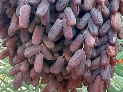 فارس، قطب نخست تولید خرما در ایران/ برداشت ۴۵۰ هزار تن محصول از ۴۹ هزار هکتار نخلستان
