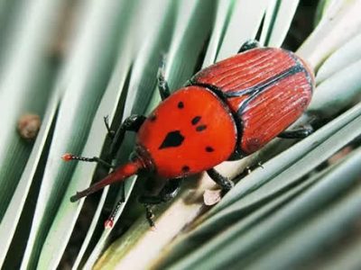 مقابله با سوسک سرخرطومی برای حفظ امنیت تولید خرما در فارس
