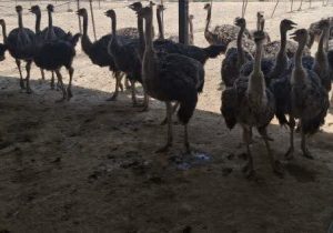 تولید سالانه ۲۵۰ تن گوشت شترمرغ در جهرم؛ تداوم تولید در روزهای جنگ با تقدیر جهاد کشاورزی