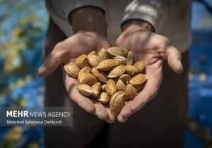 فارس با تولید ۳۱ هزار تن بادام، رتبه دوم کشور را دارد