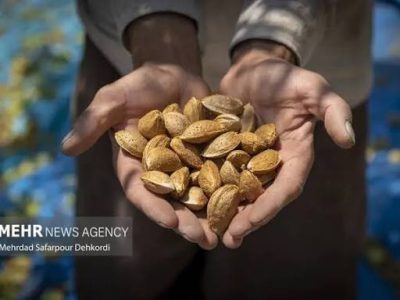 فارس با تولید ۳۱ هزار تن بادام، رتبه دوم کشور را دارد