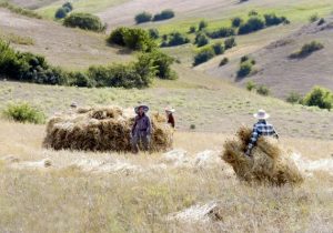 توسعه کشت علوفه در دیمزارهای کم‌بازده فارس برای کاهش وابستگی دامداری‌ها