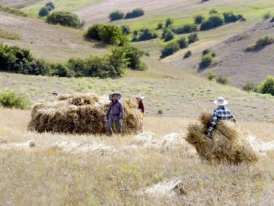 توسعه کشت علوفه در دیمزارهای کم‌بازده فارس برای کاهش وابستگی دامداری‌ها