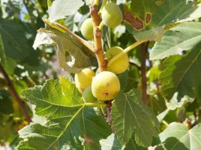 آغاز برداشت انجیر دیم از ۷۰۰ هکتار باغات جهرم؛ پیشبینی تولید ۱۱۰۰ تن و خیز برای بازارهای صادراتی
