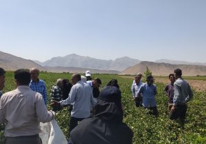 اجرای طرح مبارزه تلفیقی پنبه در منطقه خیر استهبان؛ تأکید بر انتقال دانش فنی به کشاورزان