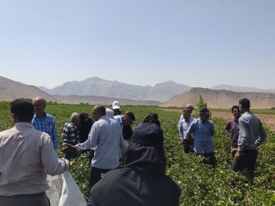 اجرای طرح مبارزه تلفیقی پنبه در منطقه خیر استهبان؛ تأکید بر انتقال دانش فنی به کشاورزان