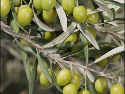 آغاز برداشت زیتون از ۱۹۰ هکتار باغات مرودشت؛ پیش‌بینی تولید ۴۵۰ تن