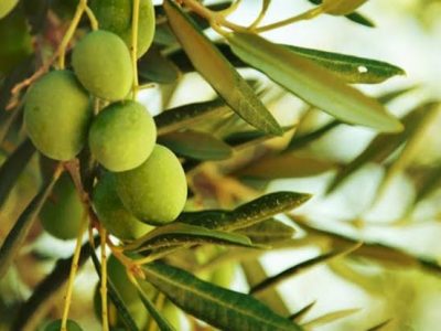 چشمانداز روشن تولید زیتون در استهبان؛ از وعده عملکرد دوبرابری تا درخواست برای ورود صنایع تبدیلی
