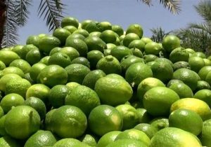 برداشت لیموترش از باغ‌های جهرم آغاز شد؛ تولید سالانه ۱۵۰ هزار تن