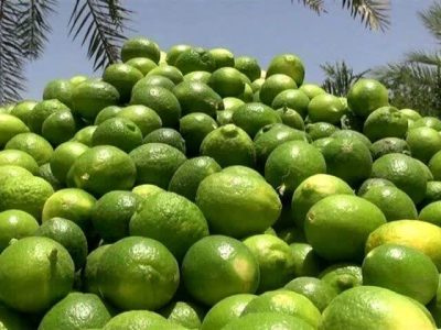 برداشت لیموترش از باغهای جهرم آغاز شد؛ تولید سالانه ۱۵۰ هزار تن