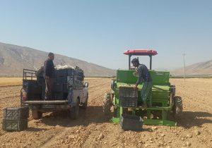 نخستین کشت مکانیزه زعفران در استهبان اجرا شد