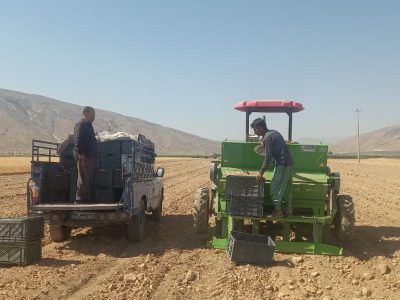 نخستین کشت مکانیزه زعفران در استهبان اجرا شد
