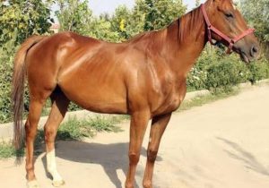 تاخت‌وتاز اصالت در مهد پرورش اسب ایران؛ زرقان میزبان همایش ملی «شو سواره» اسب دره شوری شد