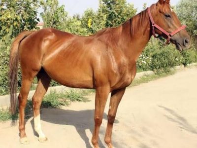 تاخت‌وتاز اصالت در مهد پرورش اسب ایران؛ زرقان میزبان همایش ملی «شو سواره» اسب دره شوری شد