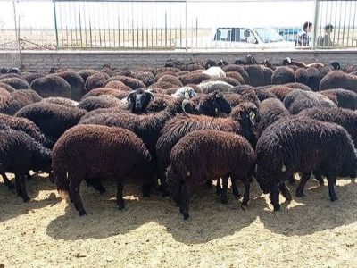 افزایش بهره‌وری تولیدات دامی فارس با تکیه بر اصلاح نژاد و تغذیه نوین